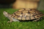Interesting Facts About Map Turtles