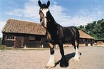 What Is a Clydesdale Draft Horse's Diet?
