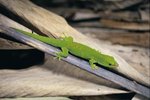 Adaptations of Madagascar Day Geckos to Their Environment