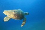 The Habitat and Climate for a Loggerhead Turtle