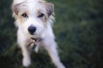 The Types of Russell Terriers