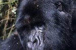 Endangered Animals From the Democratic Republic of Congo