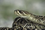 Type of Homes Rattlesnakes Live in