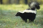 Can Both Male & Female Skunks Spray Scents?
