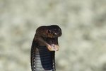 What Are the Predators of the Spitting Cobras?