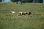 How Often Does a Cheetah Catch Prey?