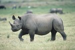 Black Rhinoceros Vs. White Rhinoceros