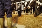 Can I Use a Cow Stanchion for Grooming?