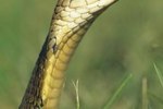 A King Cobra's Features