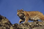 Facts on Wild Bobcats in Florida