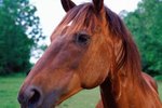 How to Prevent Mosquito Bites in Horses