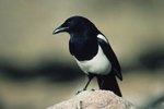 How to Attract Magpies