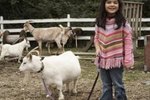 How to Help a Pygmy Goat Gain Weight