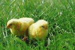 How to Tell if a Baby Chick is a Rooster or Hen