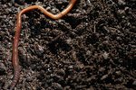 Structural Adaptations of Earthworms
