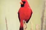 Why Does a Cardinal Lose Its Crest?