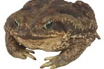 Poison Toads Found in the Northeast U.S.