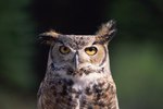 Do Owls Have Eyelashes?