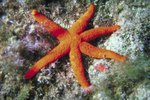 What Are Unique Features of a Starfish's Physical Appearance?