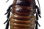 Cockroach Habits