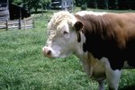 Historical Facts About Braford Cattle