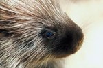 How Many Needles Does a Porcupine Have?