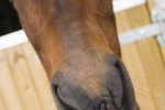 Pros & Cons on Feeding Pelletized Feed to Horses