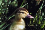 Abandoned Baby Duck Care