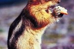 What Animals Interact With the Eastern Chipmunk?