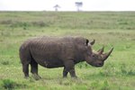 Traits of the Rhino