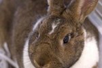 How to Make Urine Guards for Rabbit Cages