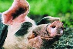 What Are the Signs of a Pregnant Sow?