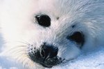 Facts on the Arctic Seal