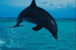 What Kind of Adaptions Does a Dolphin Have?