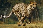 How Often Do Cheetahs Give Birth?