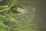 How Webbed Toes Help Frogs Swim