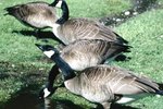 How to Tell the Difference Between Female & Male Canada Geese