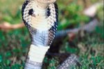 Black Cobra Snake Information