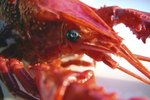 How to Care for Pet Crawdads