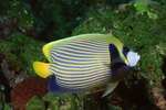 What's the Habitat of an Angelfish?