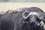 What Is the Relationship Between an Oxpecker & a Bison?