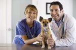 Over-the-Counter Medication for a Dog With an Ear Infection