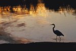 Types of Herons in Colorado