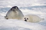 How Do Adult Harp Seals Give Birth?