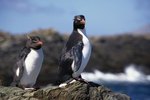 How Rockhopper Penguins Care for Their Chicks