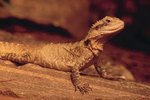 How to Save a Hungry & Dehydrated Lizard
