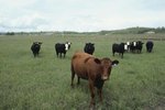 Ear Tags for Fly Control in Cattle & Calves