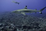 How to Identify Lemon, Bull & Tiger Sharks