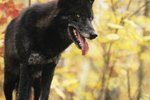 How Have Humans Affected the Evolutionary Changes in Wolves?