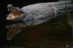 What Is the Climate Where Crocodiles Live?